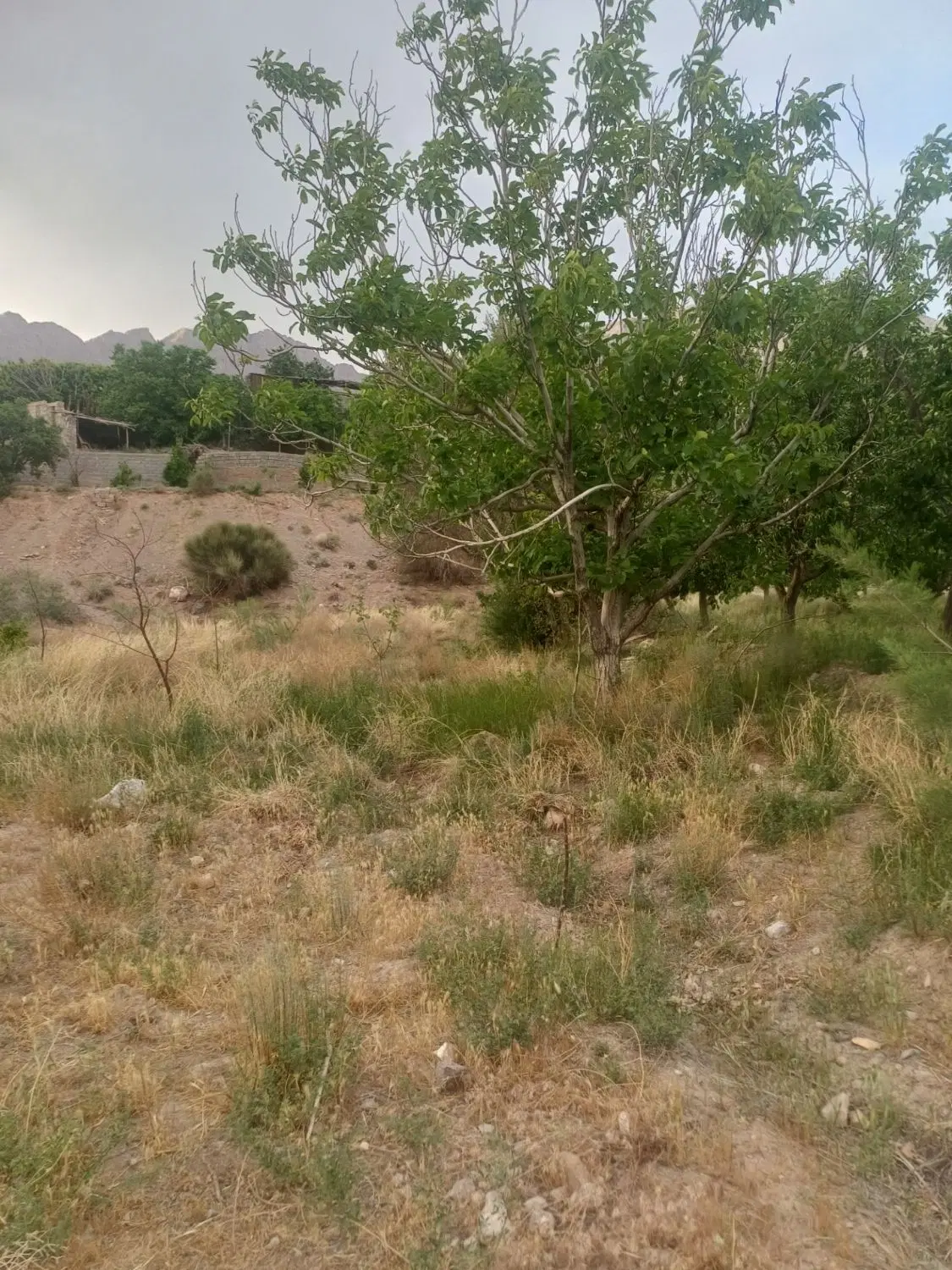زمین باغ|فروش خانه و ویلا|کرمان, |دیوار