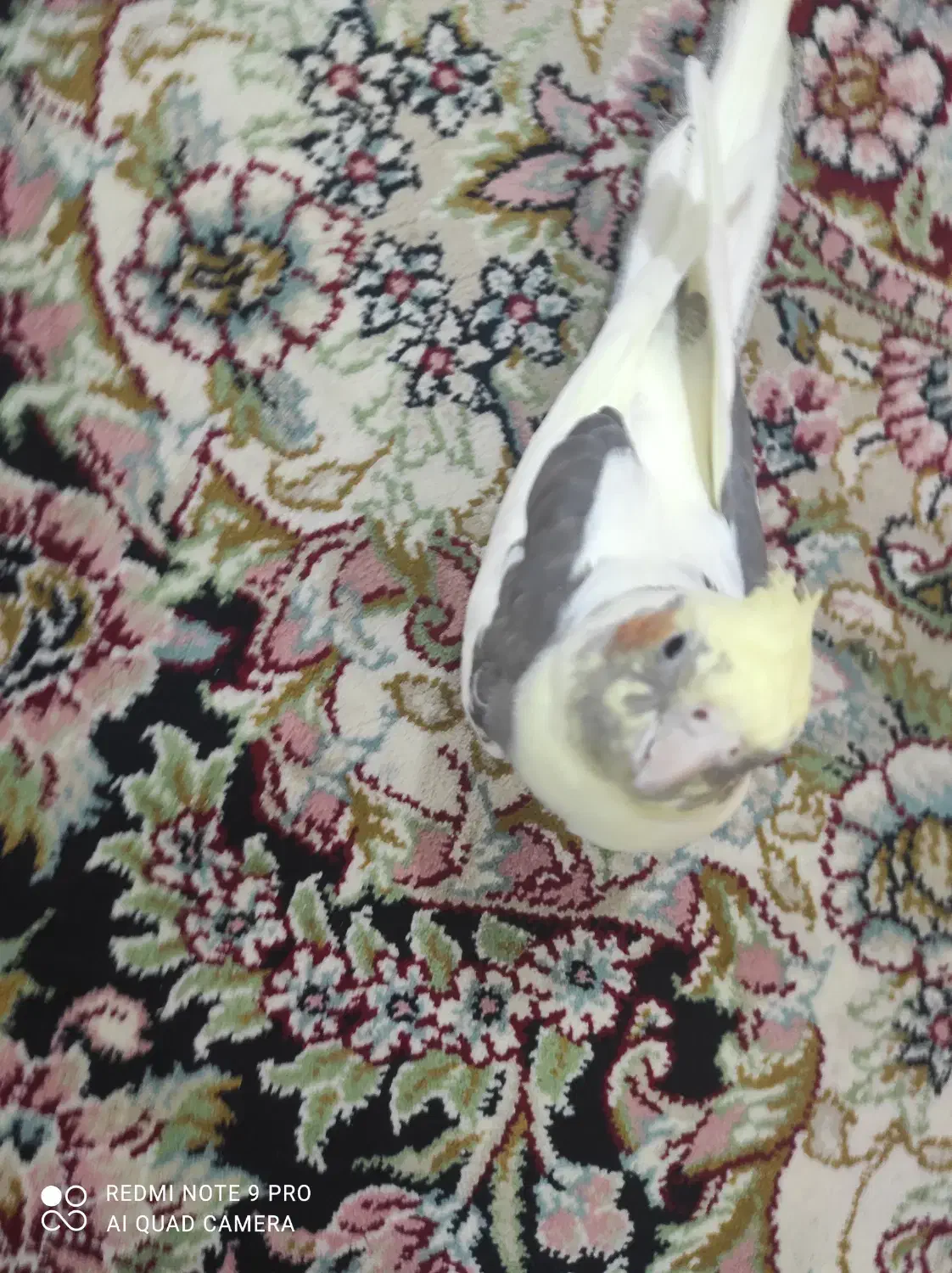 عروس هلندی|پرنده|حاجی آباد, |دیوار