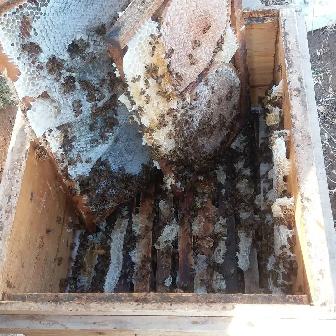 فروش عسل کوهستان سهند|خوردنی و آشامیدنی|امامزاده عبدالله, |دیوار