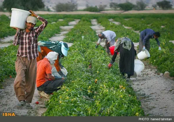 سرکار گر کشاورزی ماهر|خدمات باغبانی و درختکاری|کرمانشاه, |دیوار