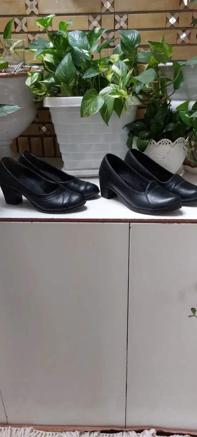 کفش|کیف، کفش، کمربند|فسا, |دیوار