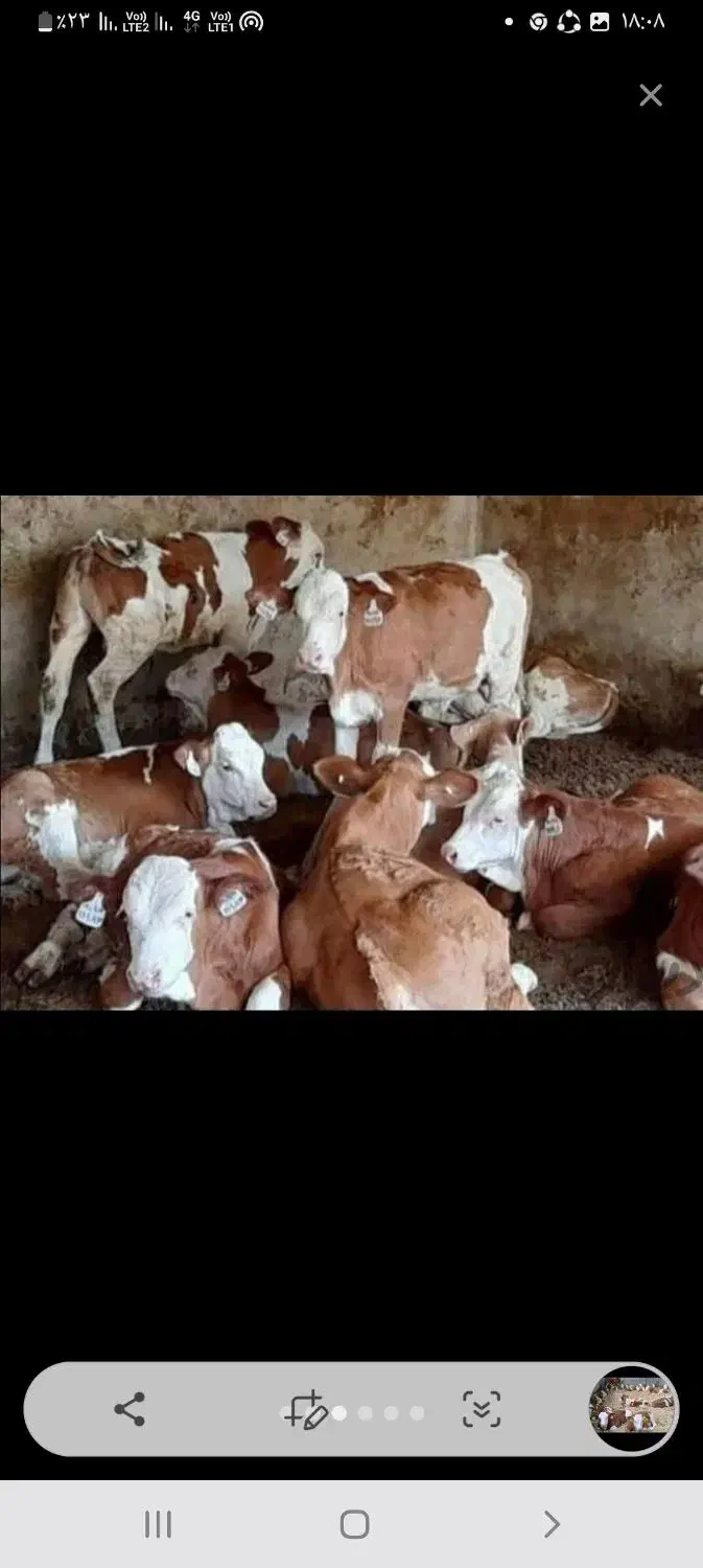 فروش بهترین گوساله نر|حیوانات مزرعه|تهران, انبار نفت|دیوار