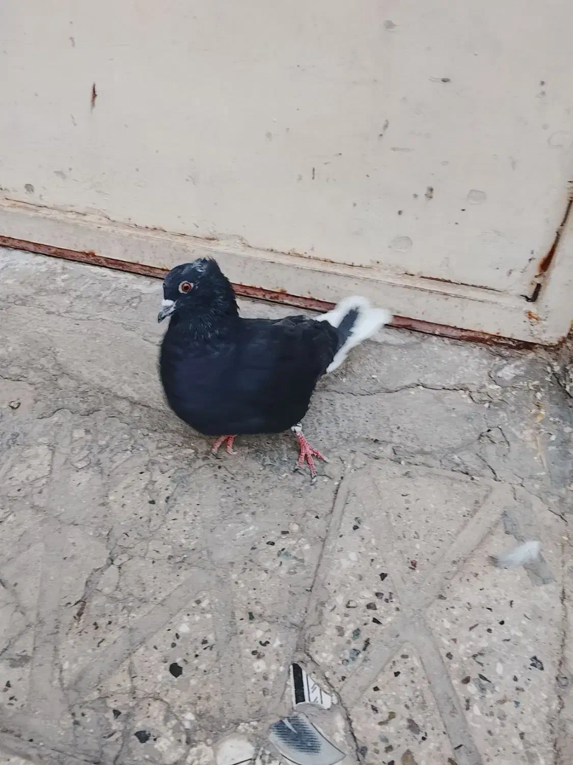 زاغ دم سفید کبوتر|پرنده|قرچک, مهدیه|دیوار