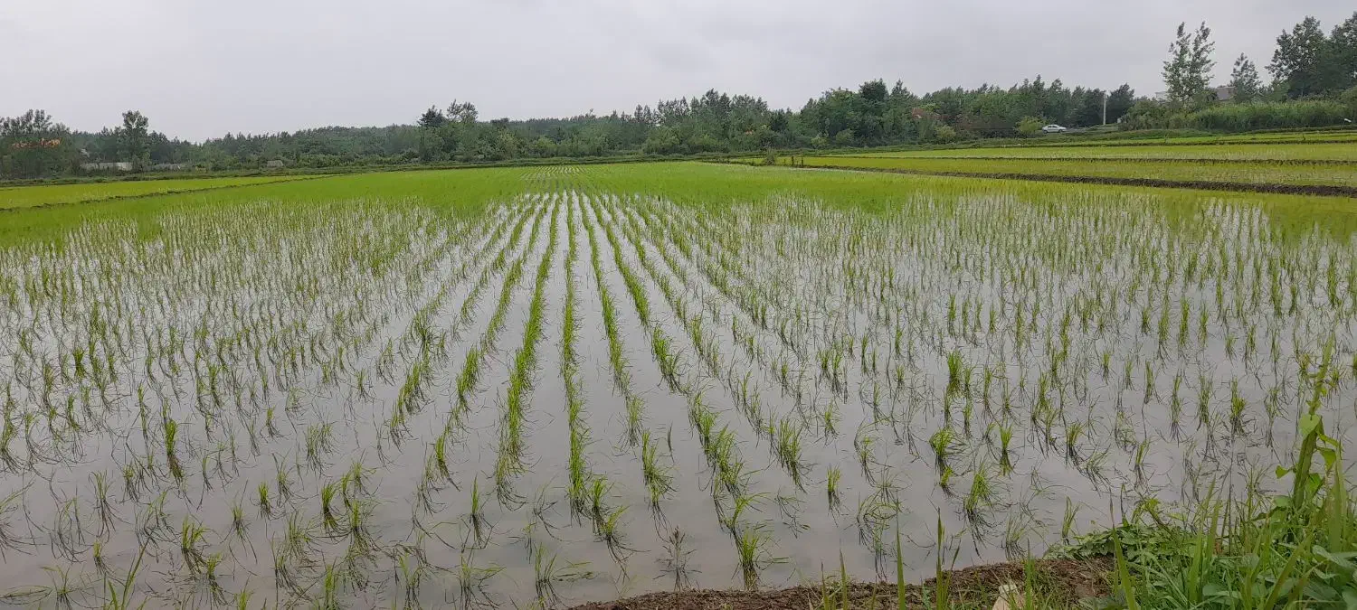 دستگاه نشا ۶ردیفه|ماشینآلات صنعتی|طاهرگوراب, |دیوار