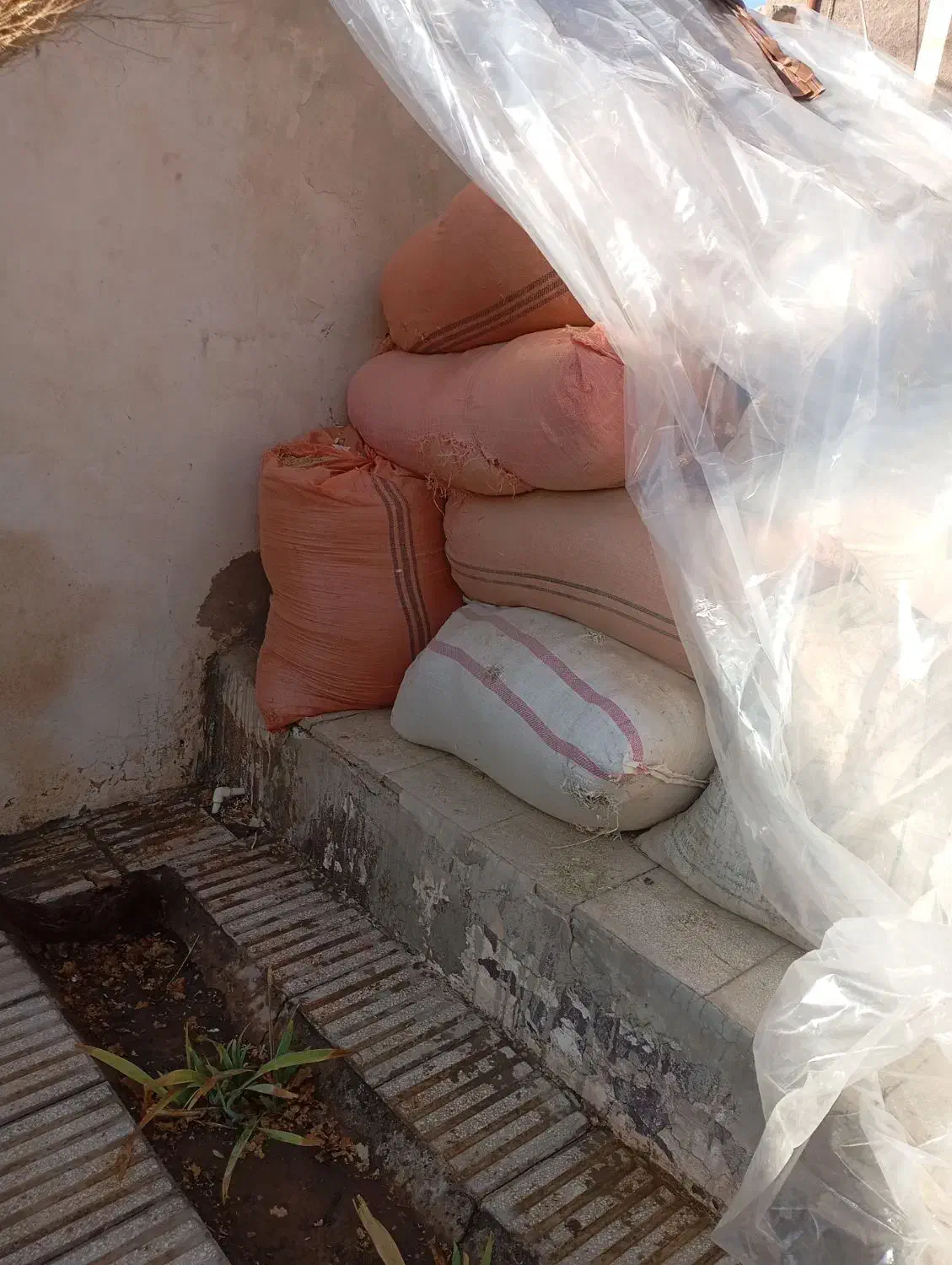 خارپودرشده|حیوانات مزرعه|عطاملک, |دیوار