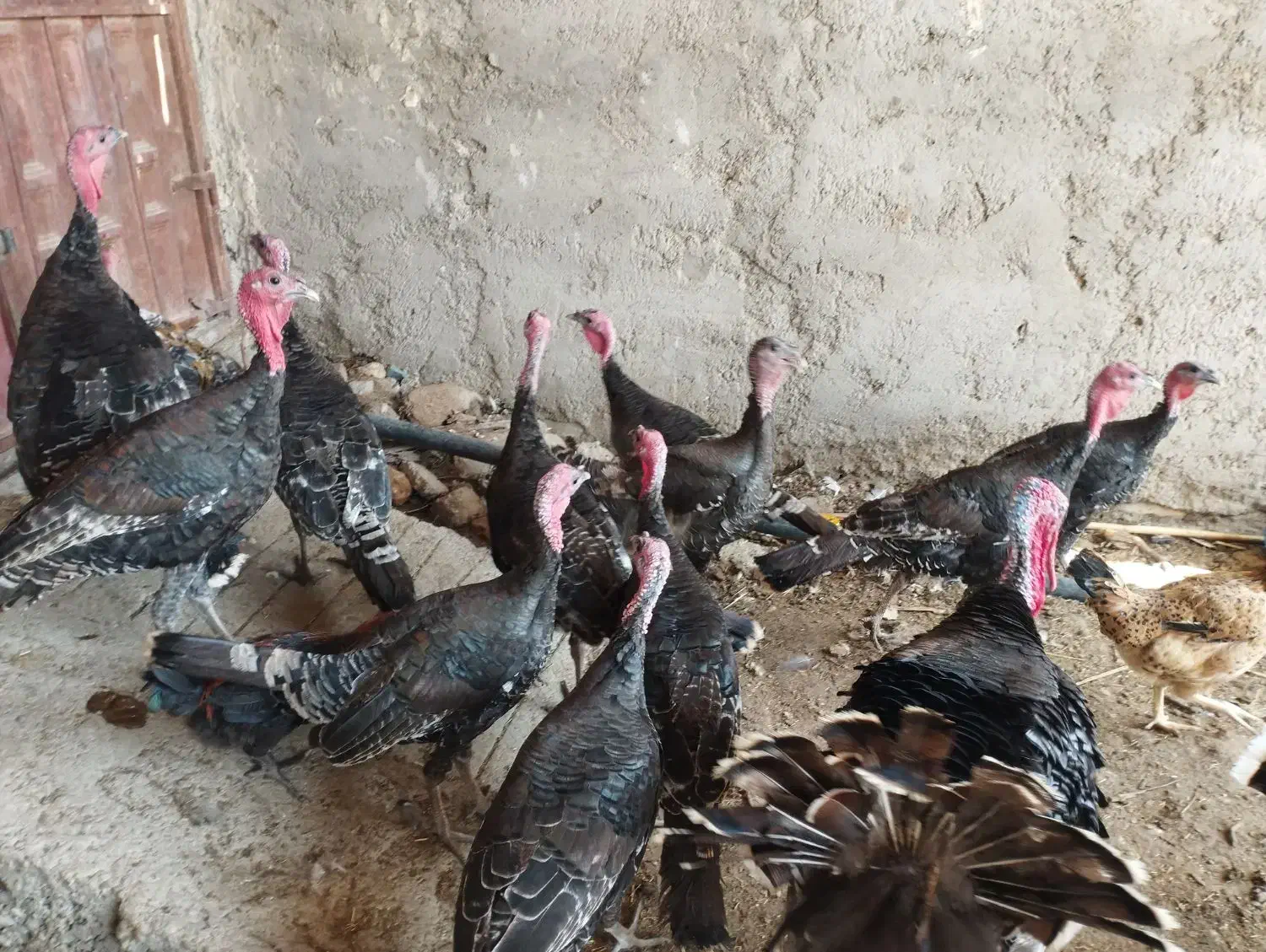 مرغ|حیوانات مزرعه|زهک, |دیوار