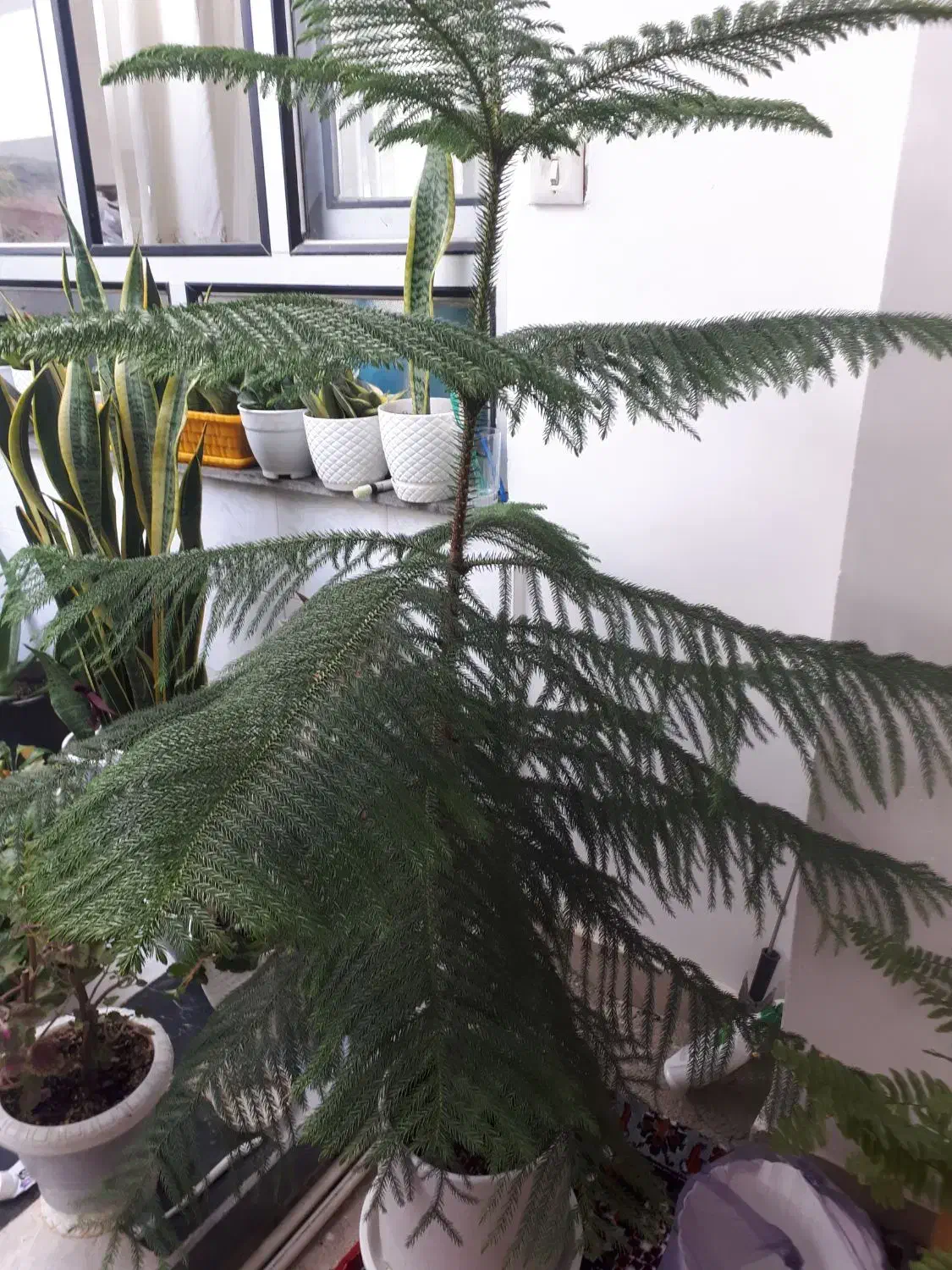 گل کاج|گل و گیاه طبیعی|نورآباد, |دیوار