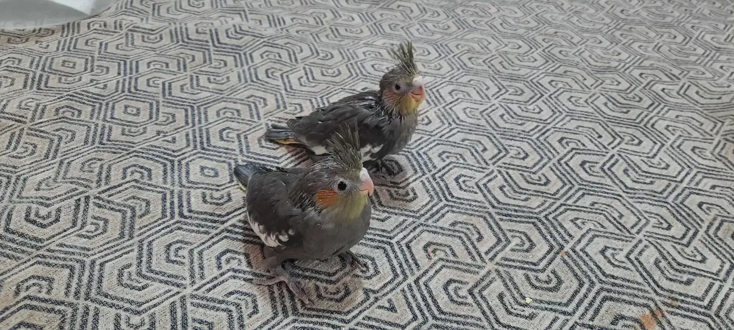 عروس هلندی ۵ ماهه|پرنده|جهرم, |دیوار