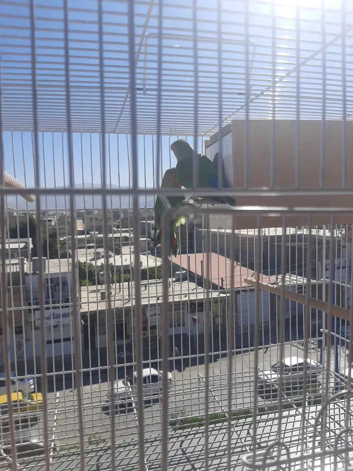 فروش یک جفت طوطی برزیلی با قفس و تجهیزات|پرنده|ایذه, |دیوار