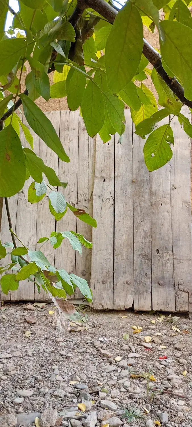 دروازه چوبی قدیمی|کلکسیون اشیاء عتیقه|خرمدره, |دیوار