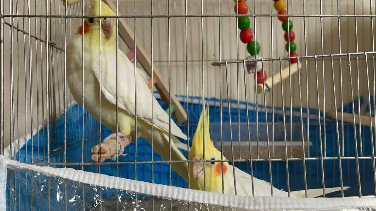 عروس هلندی|پرنده|سبزوار, پاسداران|دیوار