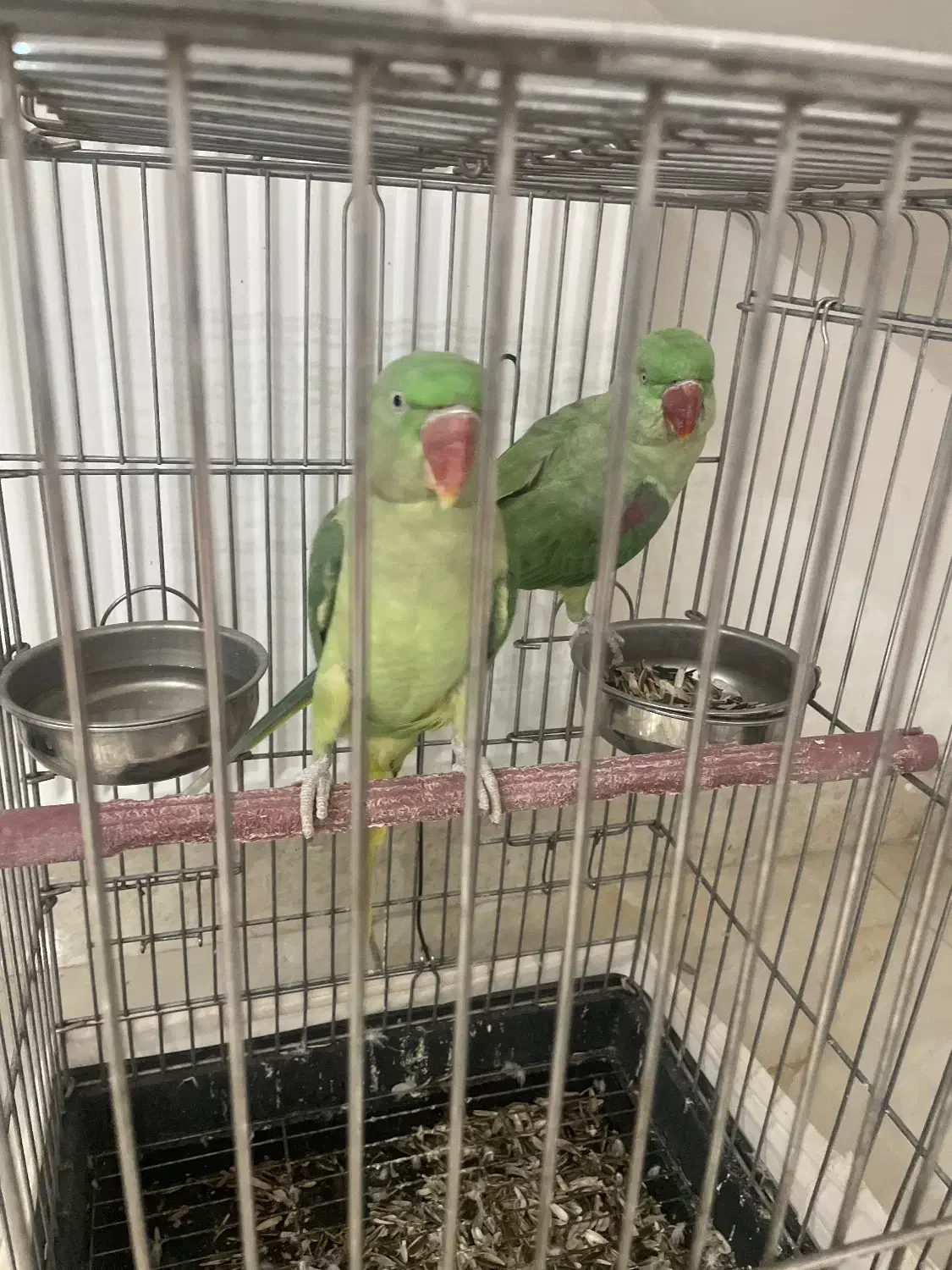 شاه طوطی|پرنده|قیامدشت - خاورشهر, |دیوار