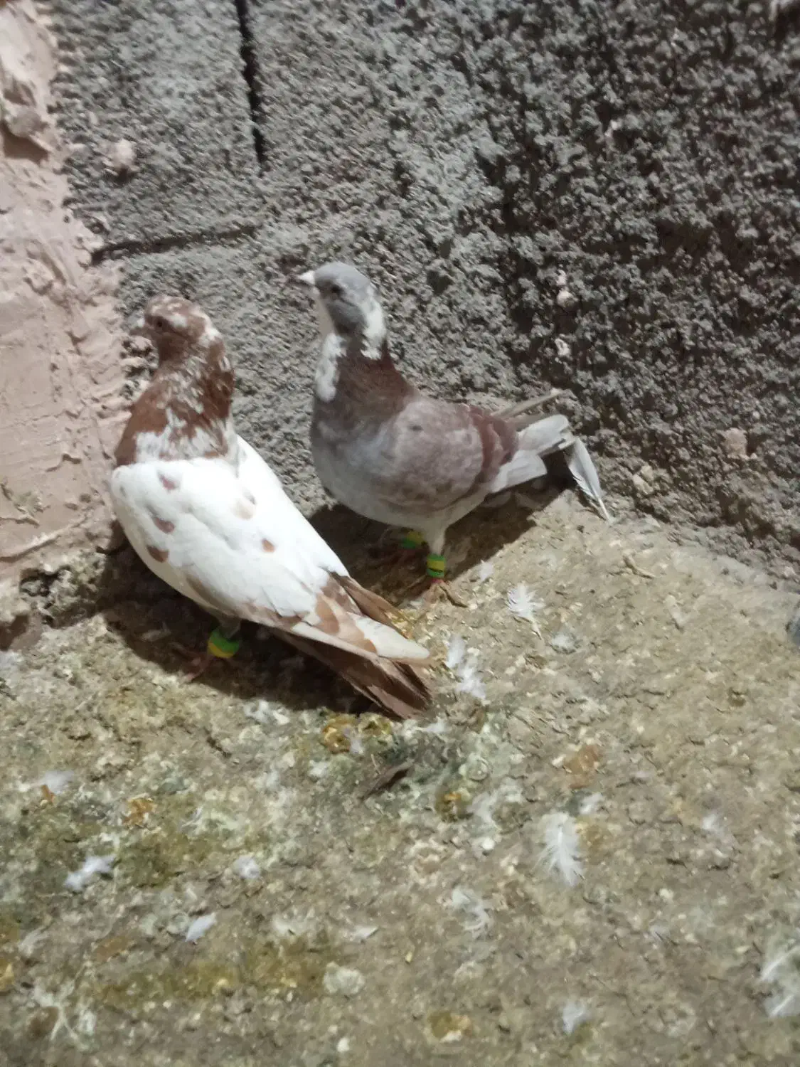 کفتر|پرنده|نیشابور, مازول|دیوار