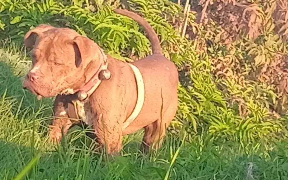 واگذاری پیتبول|سگ|سرخنکلاته, |دیوار