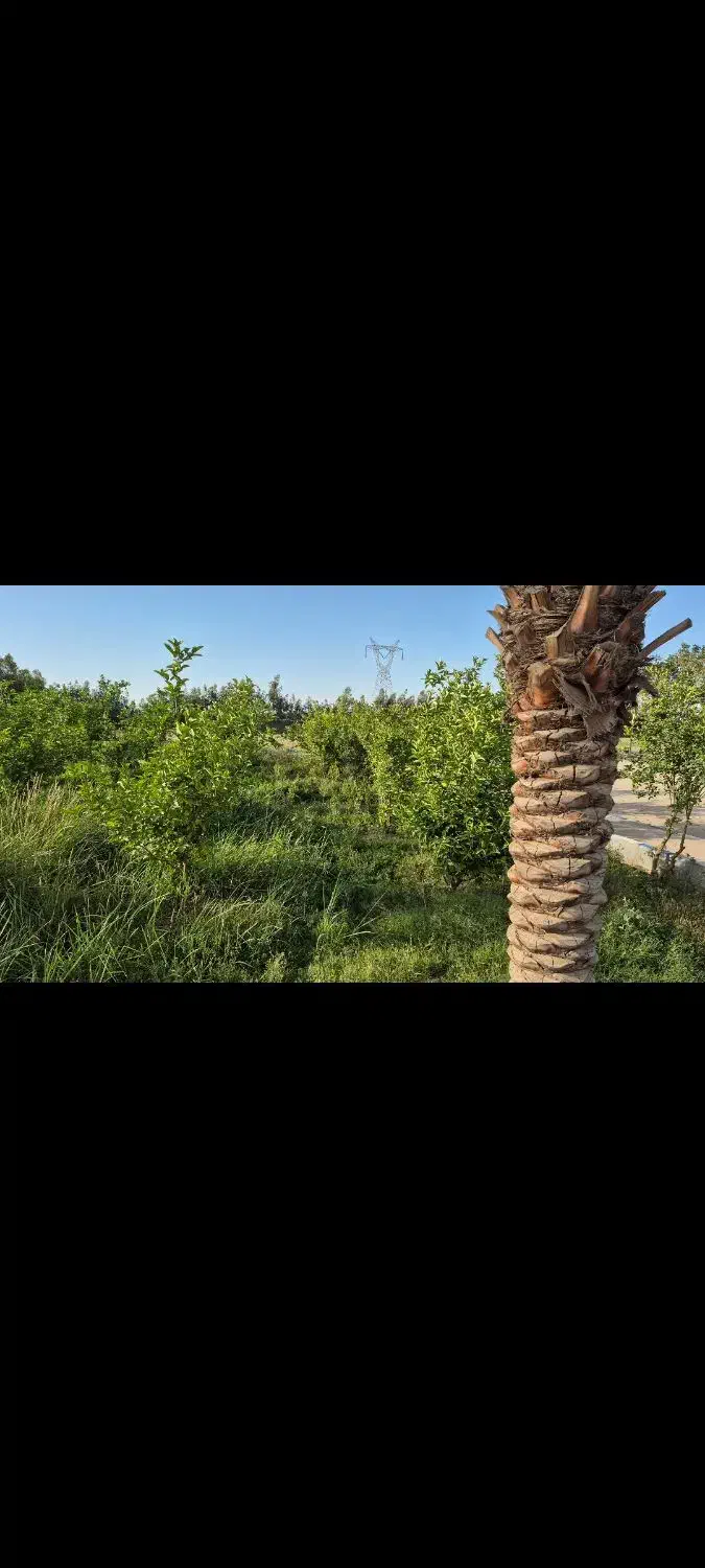 فروش زمین شهرک شرافت گلخانه ها|فروش زمین و ملک کلنگی|شوشتر, |دیوار