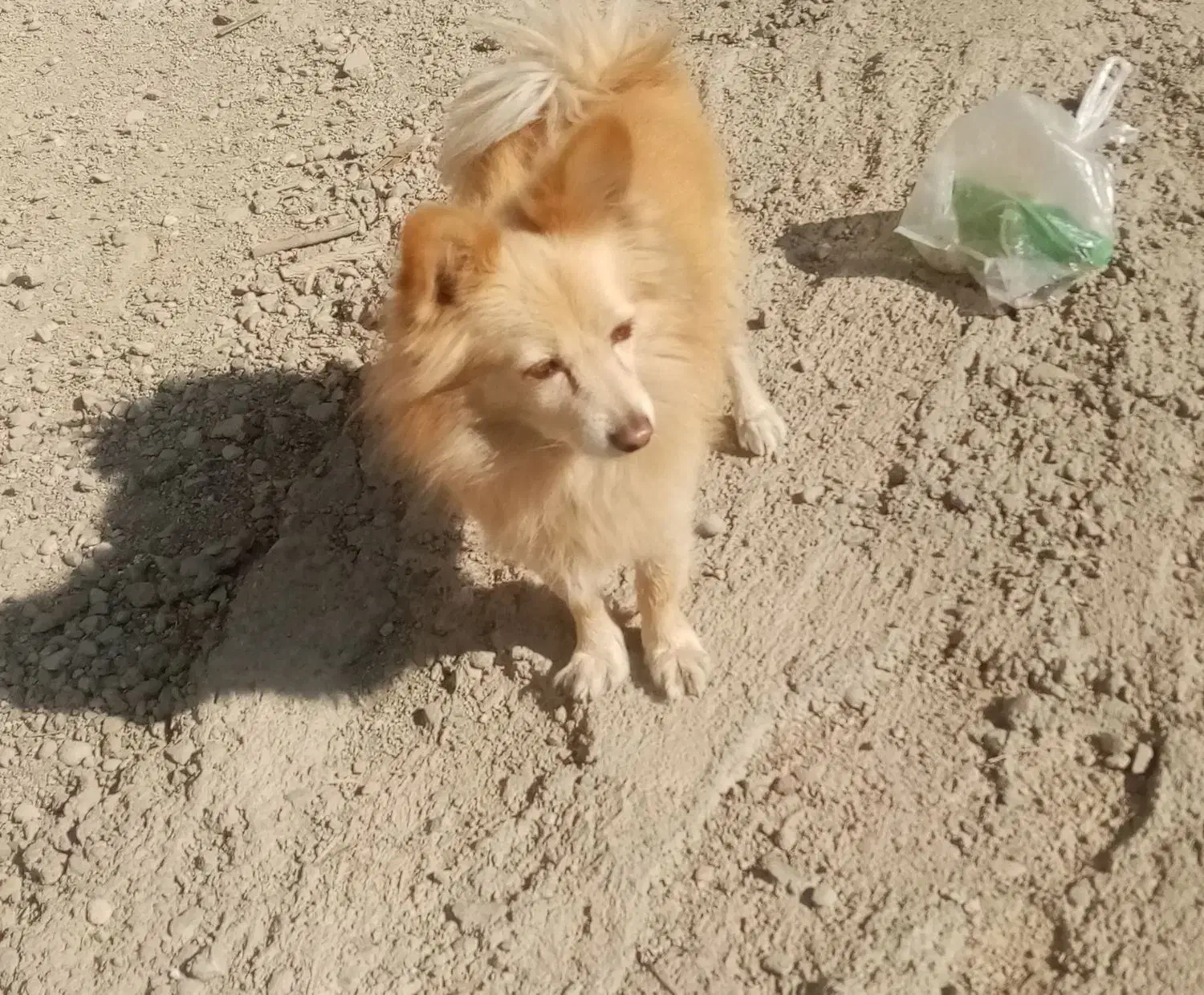 گمشده امانت دست من بود|سگ|رباطکریم, رباطکریم|دیوار