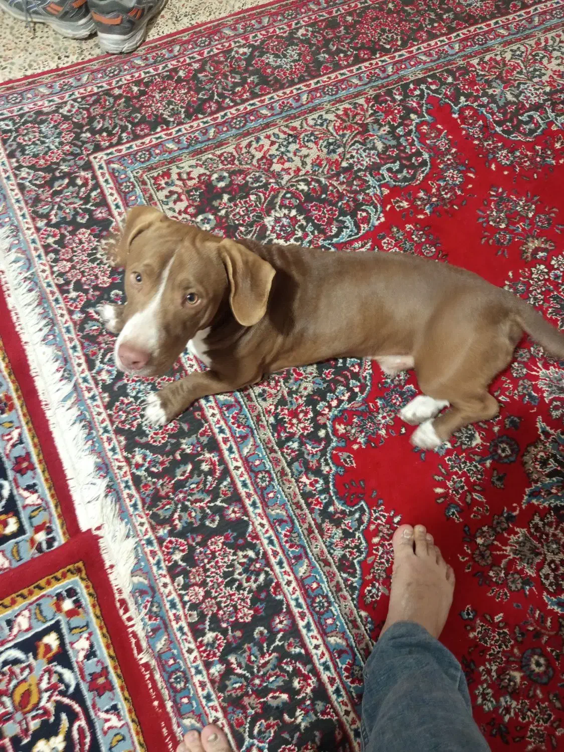 سگ پاکوتاه آمریکایی (سوسیسی)|سگ|مشهد, رضاییه|دیوار