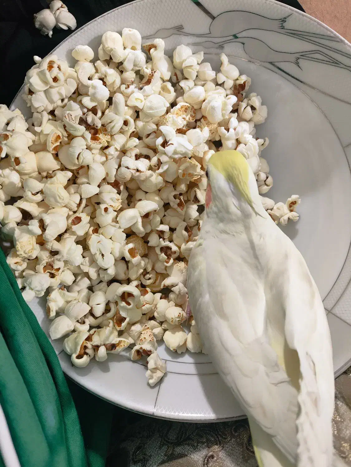 عروس هلندی گمشده|حیوانات|ماهدشت, |دیوار