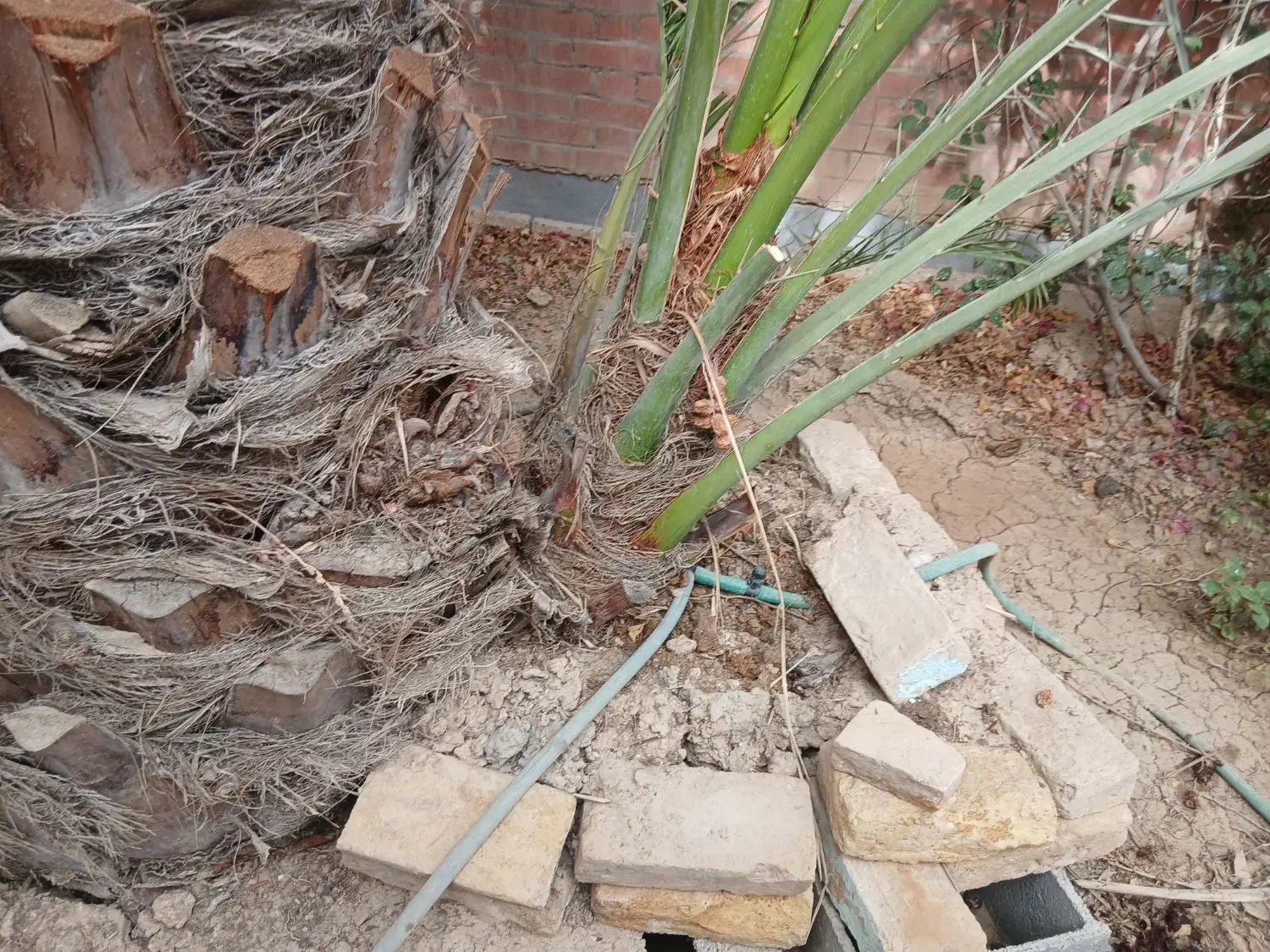 پاجوش برحی|گل و گیاه طبیعی|بندر ماهشهر, |دیوار