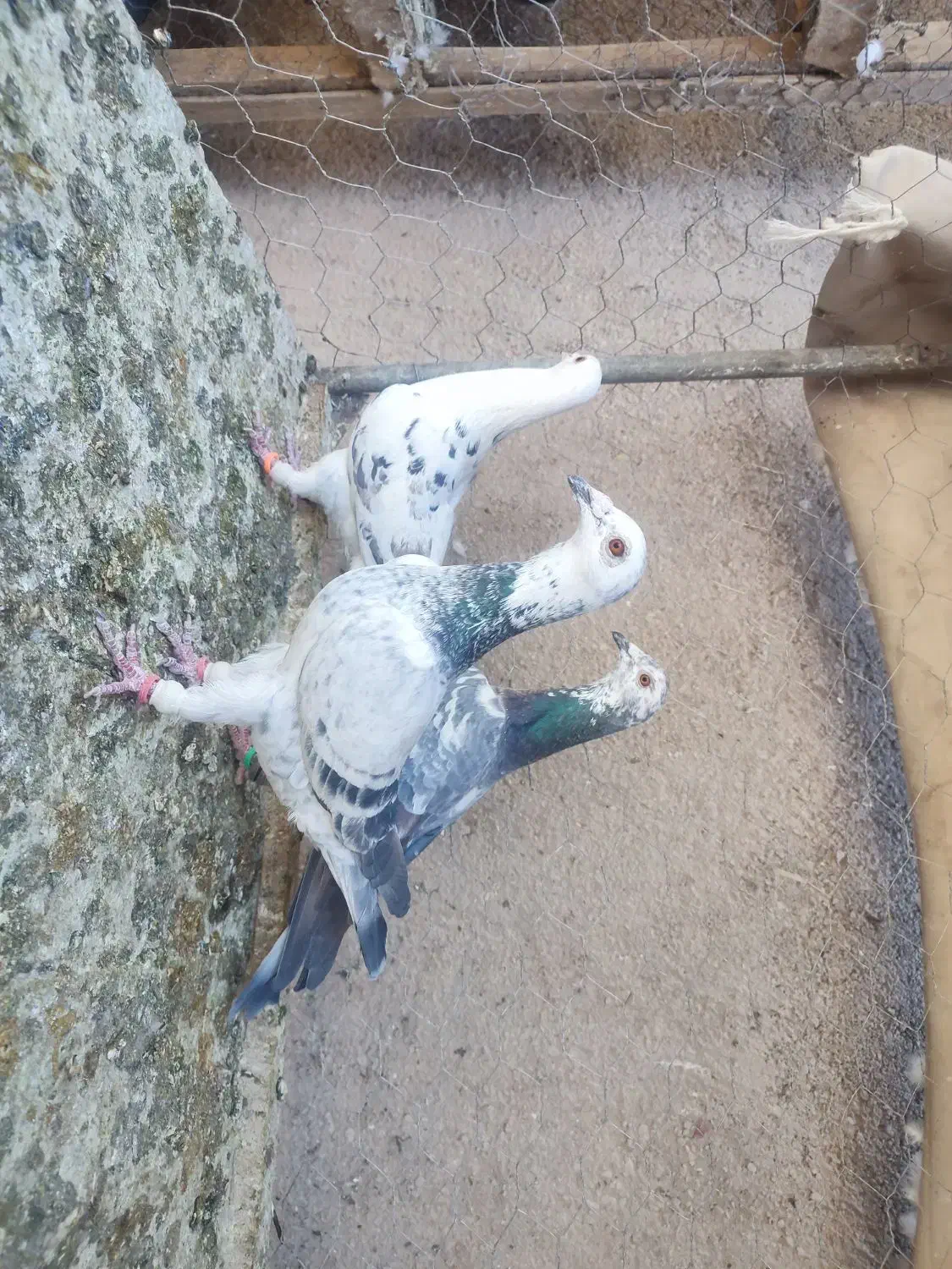 فروش کبوتر المانی موقعیت کاشمر|پرنده|مشهد, هفده شهریور|دیوار