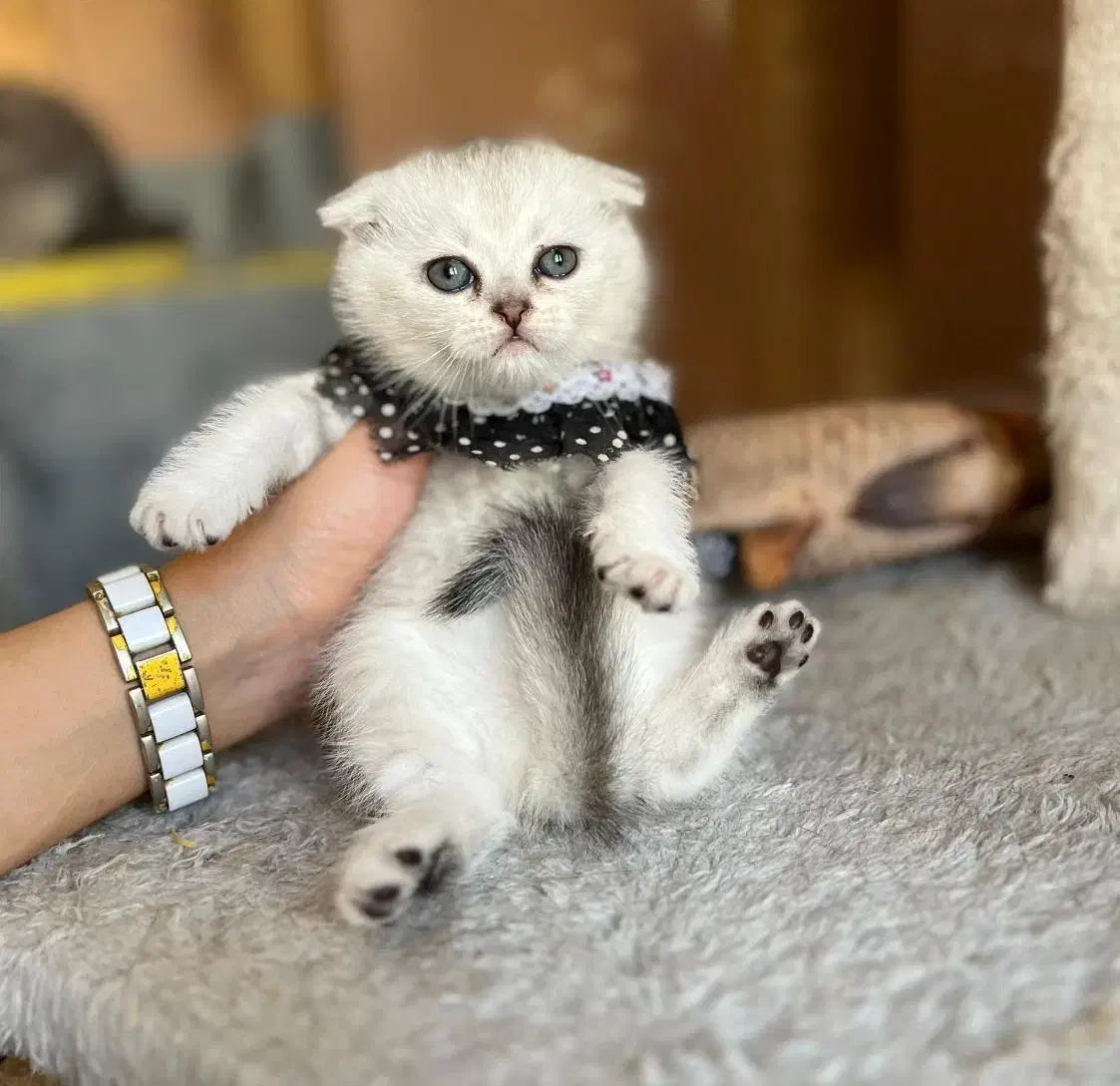 بچه گربه های اصیل در خوزستان|گربه|دزفول, |دیوار