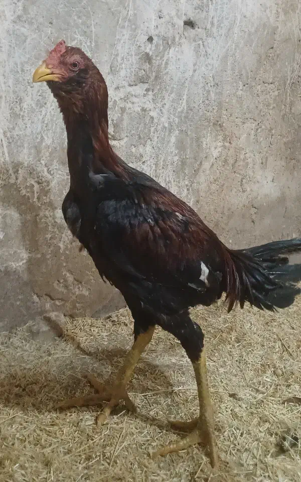 لاری|حیوانات مزرعه|کرفتو, |دیوار