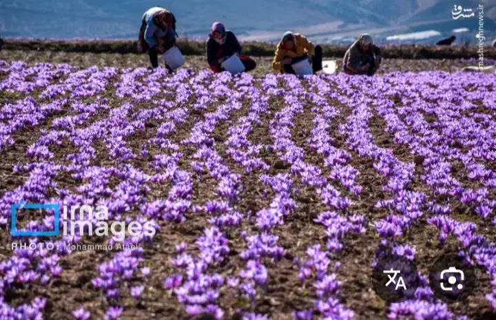 کارگر دارم|خدمات باغبانی و درختکاری|تربت جام, والفجر|دیوار
