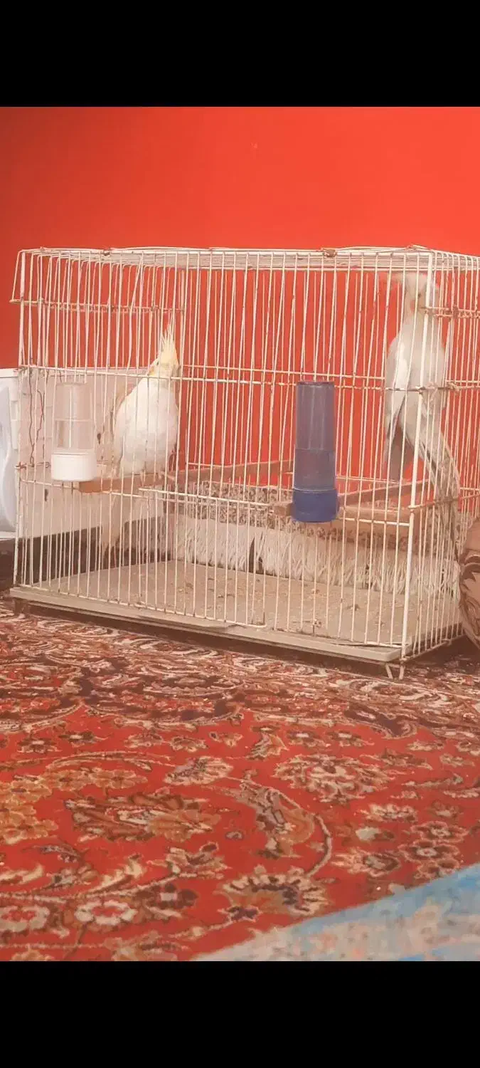 جفت عروس دستی|پرنده|بیرجند, |دیوار