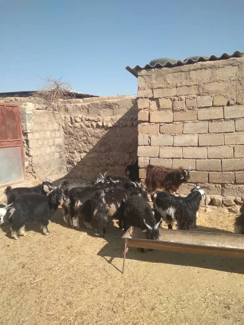 چپیش نر|حیوانات مزرعه|دره شهر, |دیوار