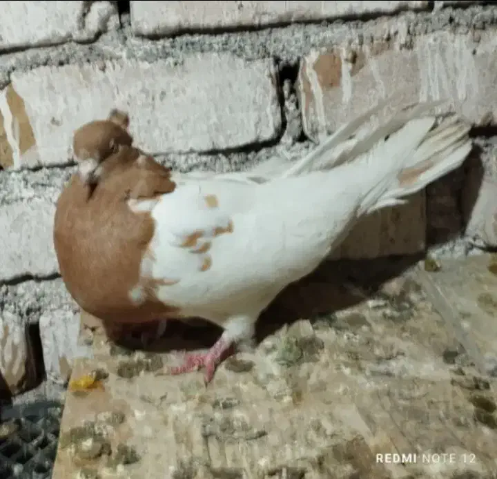 کفتر کله ایی|پرنده|میناب, |دیوار