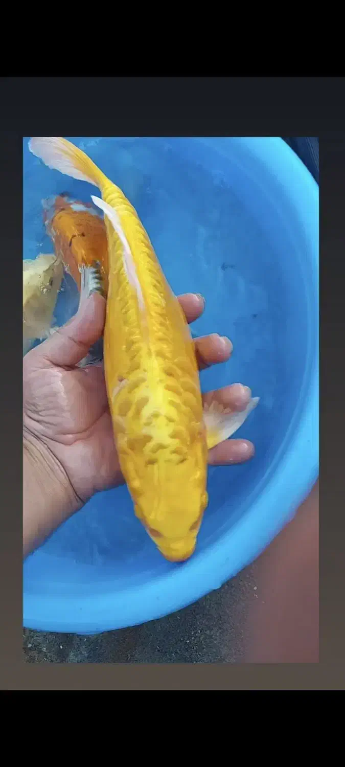 کوی مولد سوپر باله و مشکی زغالی|ماهی|کیاشهر, |دیوار