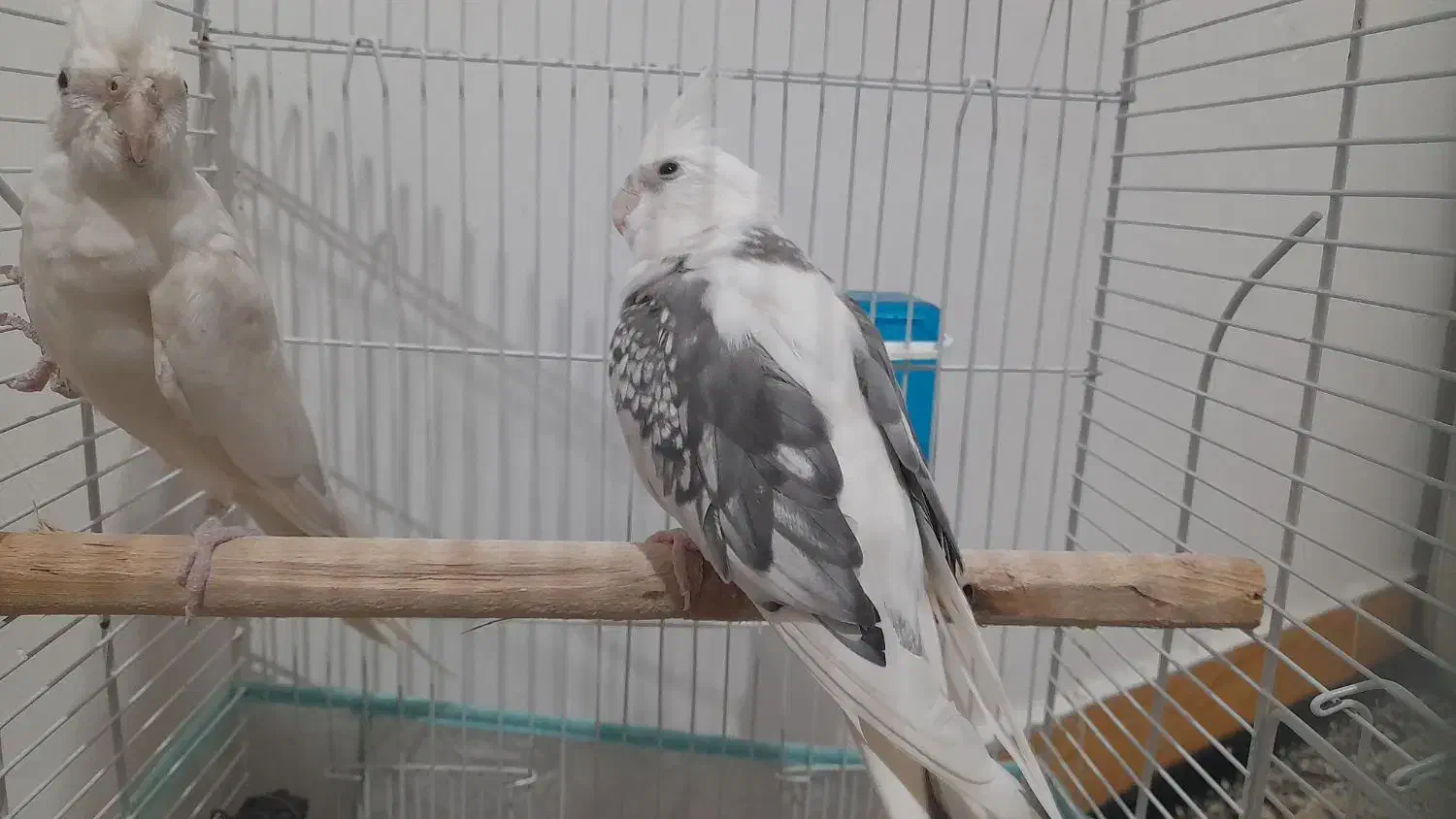 طوطی عروس آلبینو مولد|پرنده|رشت, نظری|دیوار