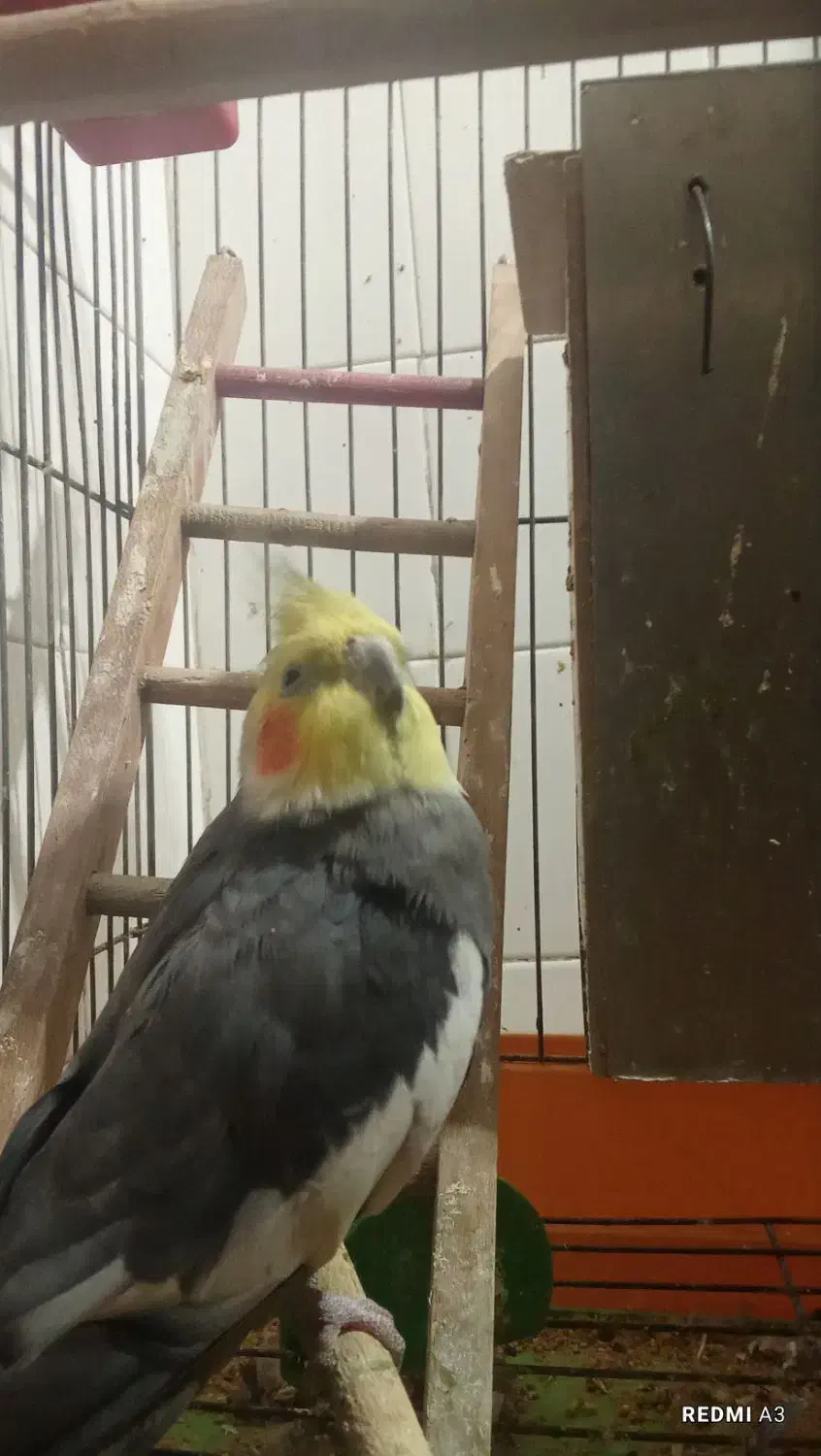 عروس هلندی نر|پرنده|بندر امام خمینی, |دیوار