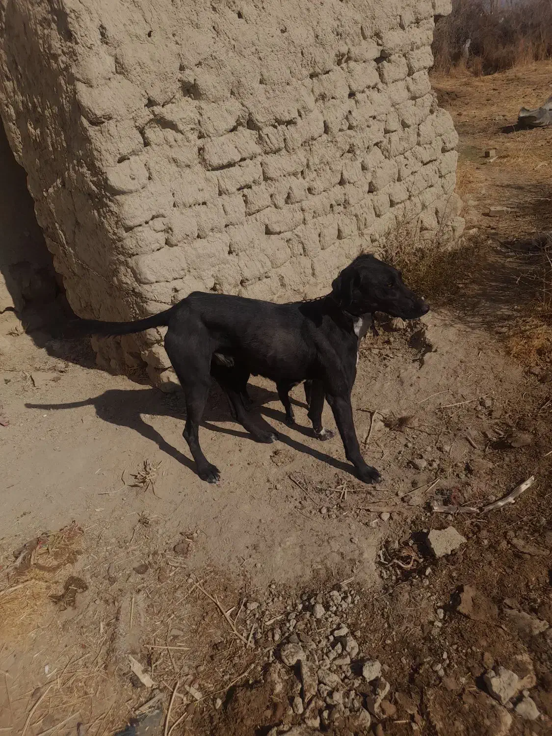 دورگه تازی ۱ساله|سگ|دیواندره, |دیوار