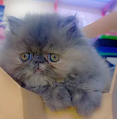 واگذاری گربه پرشین صورت فلت|گربه|پرند, فاز ۶|دیوار