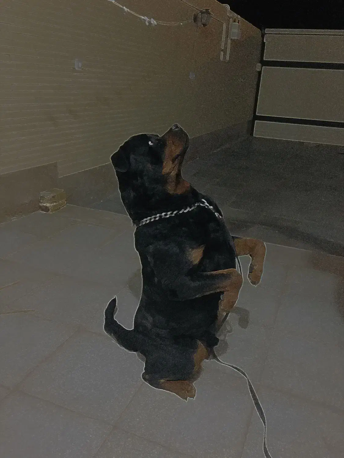 روتوایلر نر|سگ|رفسنجان, |دیوار