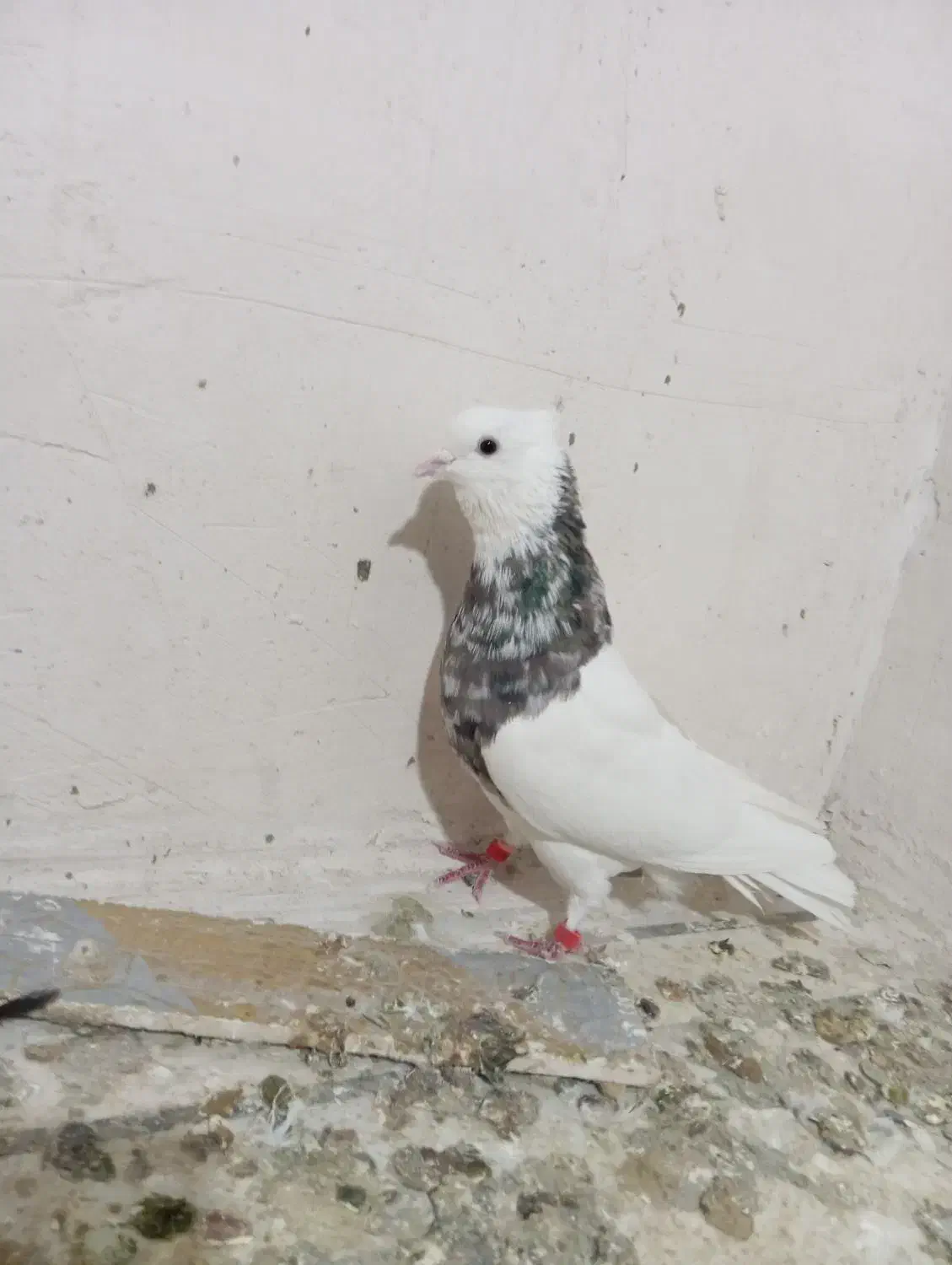 طوقی|پرنده|فامنین, |دیوار