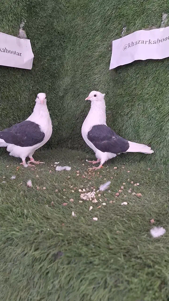 یه جفت جوجه دوکت درجه یک|پرنده|بابل, |دیوار