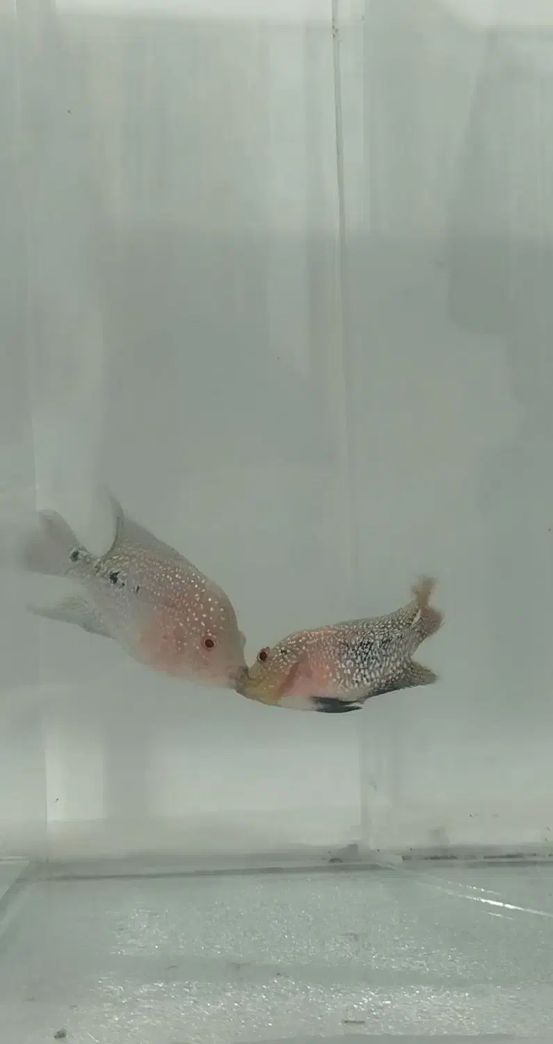 فلاور هورن رد دراگون|ماهی|بجنورد, |دیوار