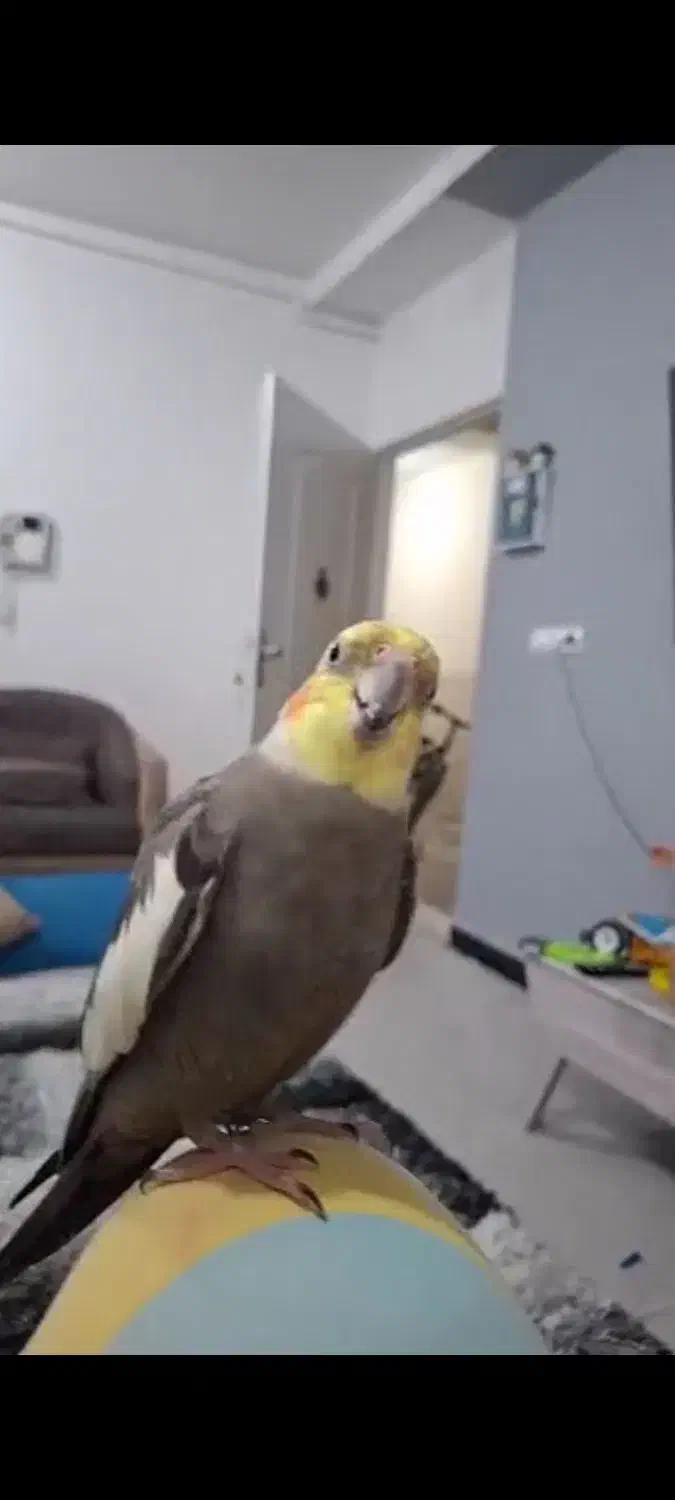 یک عددطوطی گم شده|پرنده|بهبهان, |دیوار