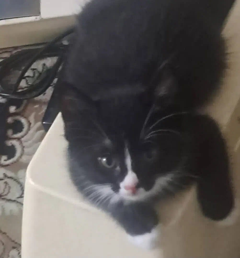 واگذاری ۲ عدد گربه|گربه|تهران, دانشگاه شریف|دیوار