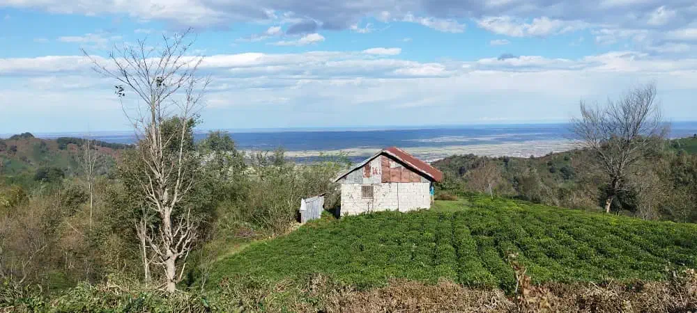 4هکتار زمین،باغ چای لوکیشن توریستی بام سبز لیلاکوه|فروش زمین و ملک کلنگی|لنگرود, |دیوار