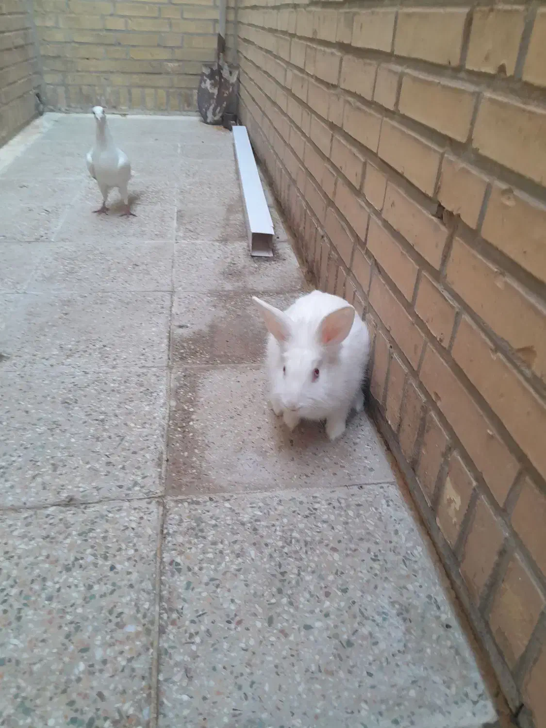 خرگوش سرحال و فرز|موش و خرگوش|شوشتر, |دیوار