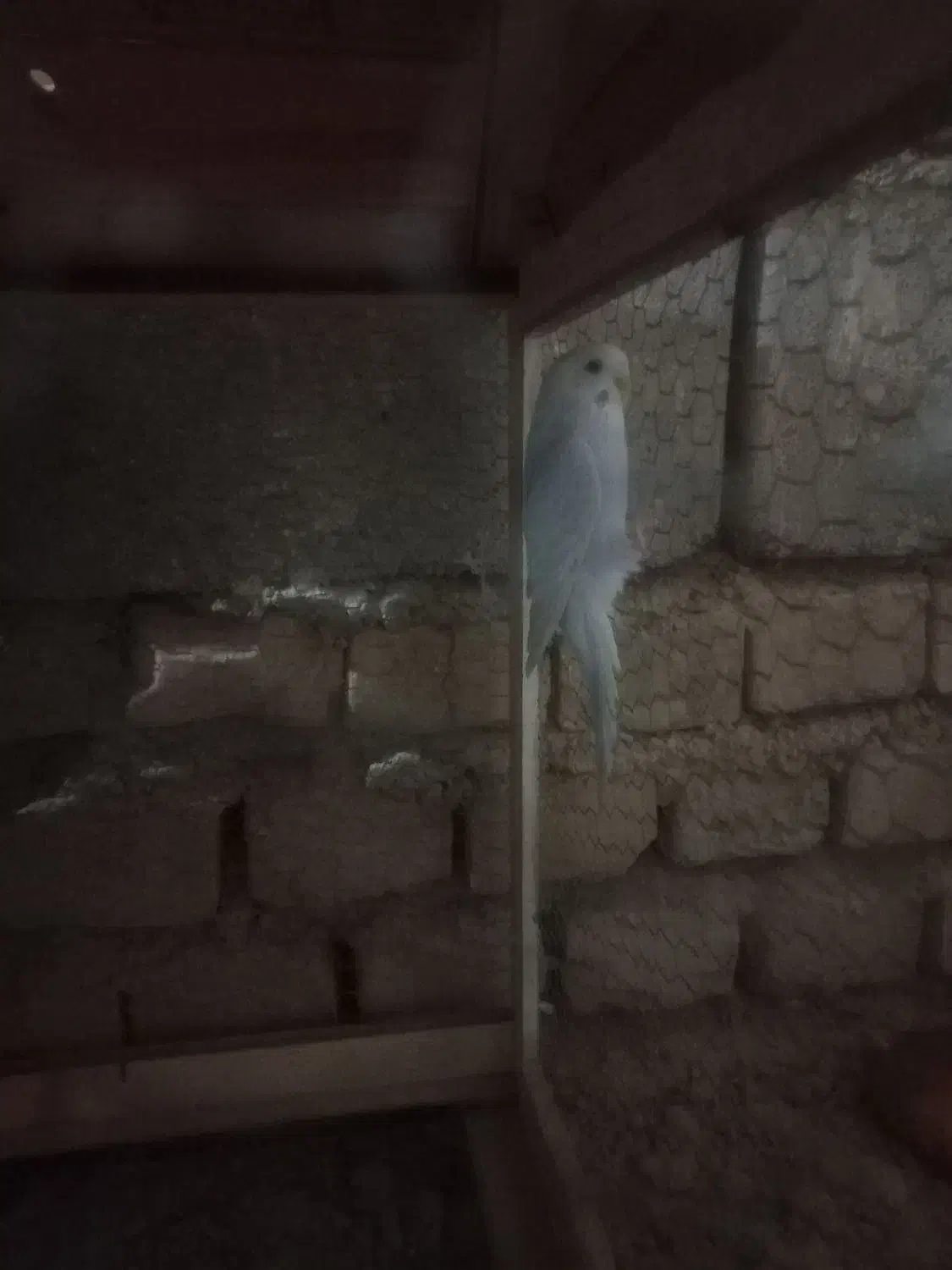 مرغ عشق ماده و یک عدد کفتر زاغ ماده|پرنده|نیمروز, |دیوار