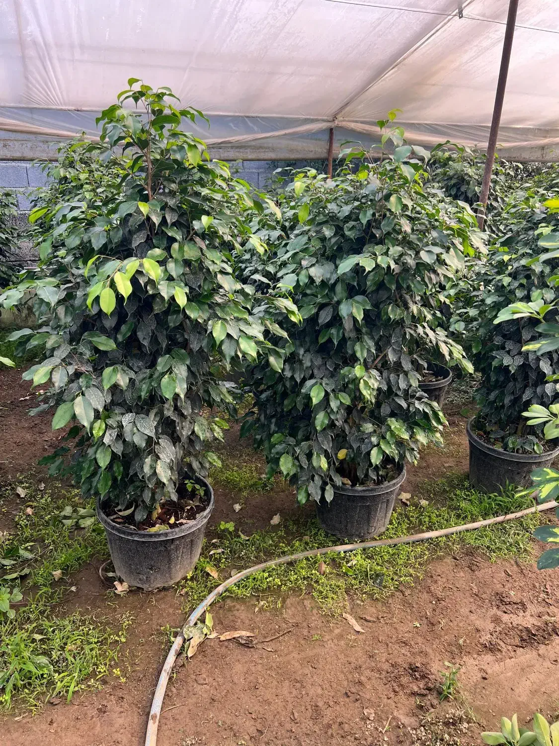 عرضه گل وگیاه آپارتمانی ویزیت درمنزل ومشاوره|گل و گیاه طبیعی|کاشان, ولیعصر|دیوار