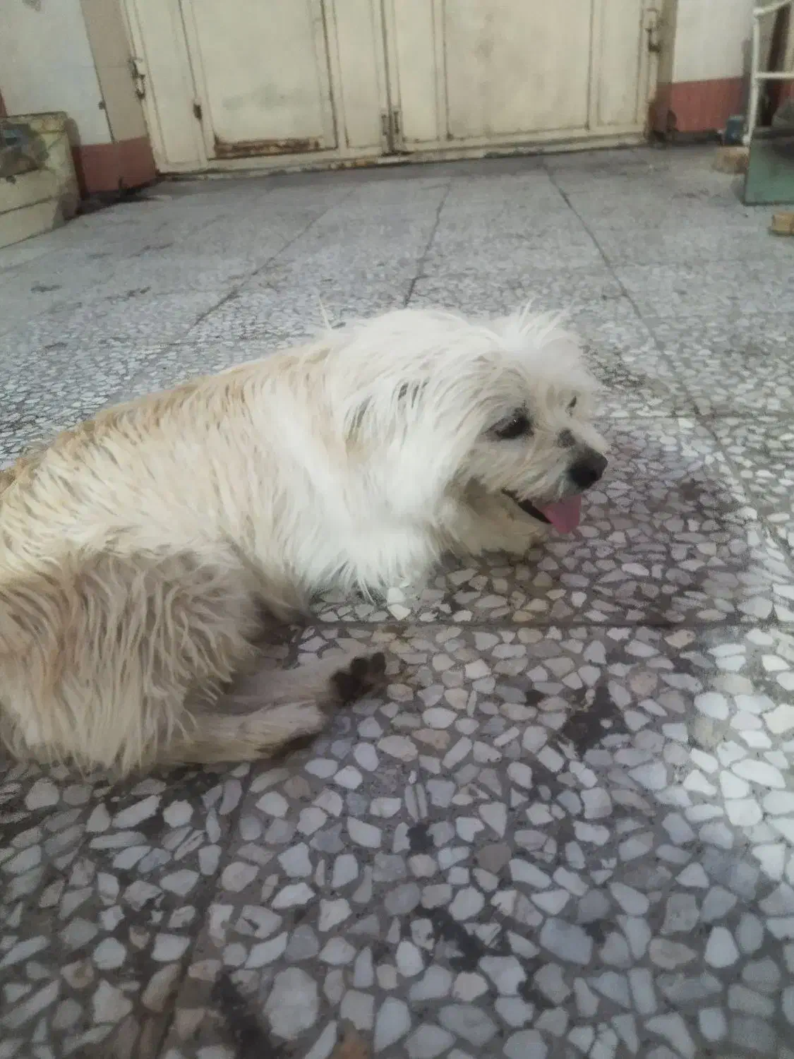 سگ پشمالو|سگ|زابل, |دیوار