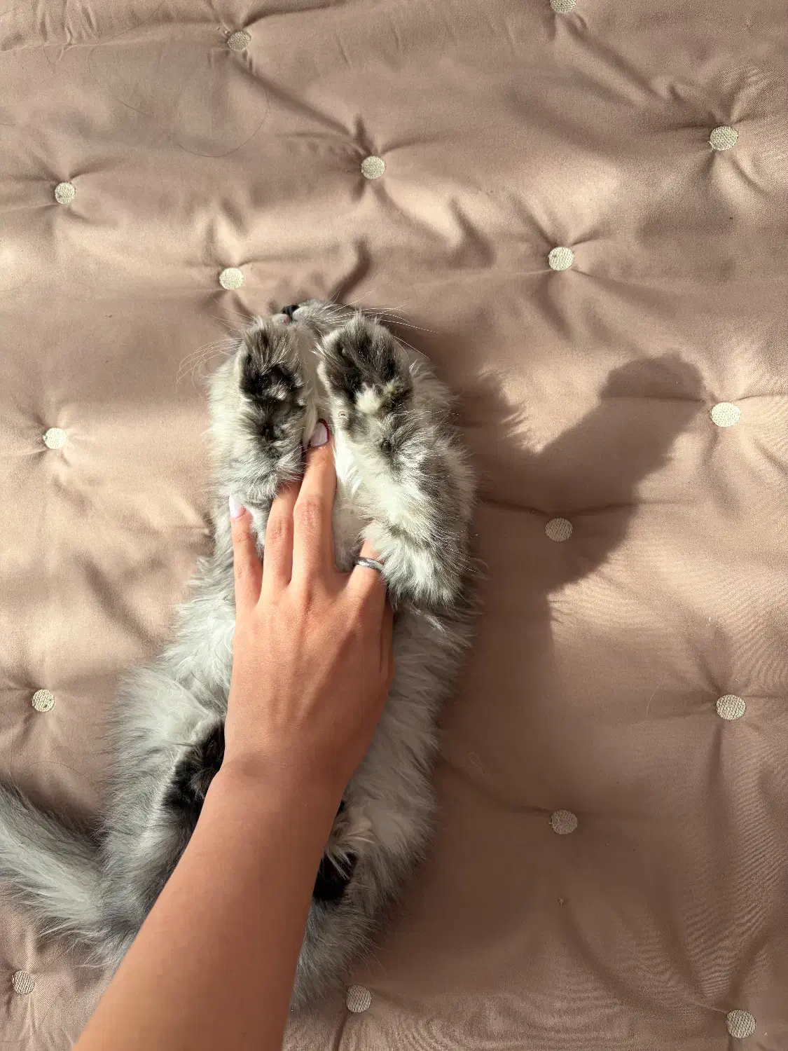 اسکاتیش لانگ هیر|گربه|تهران, فردوس|دیوار