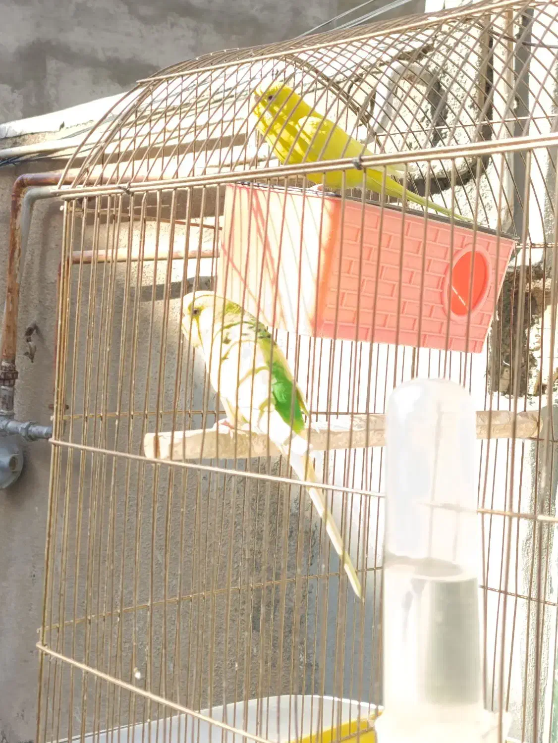 مرغ عشق|پرنده|سنندج, |دیوار