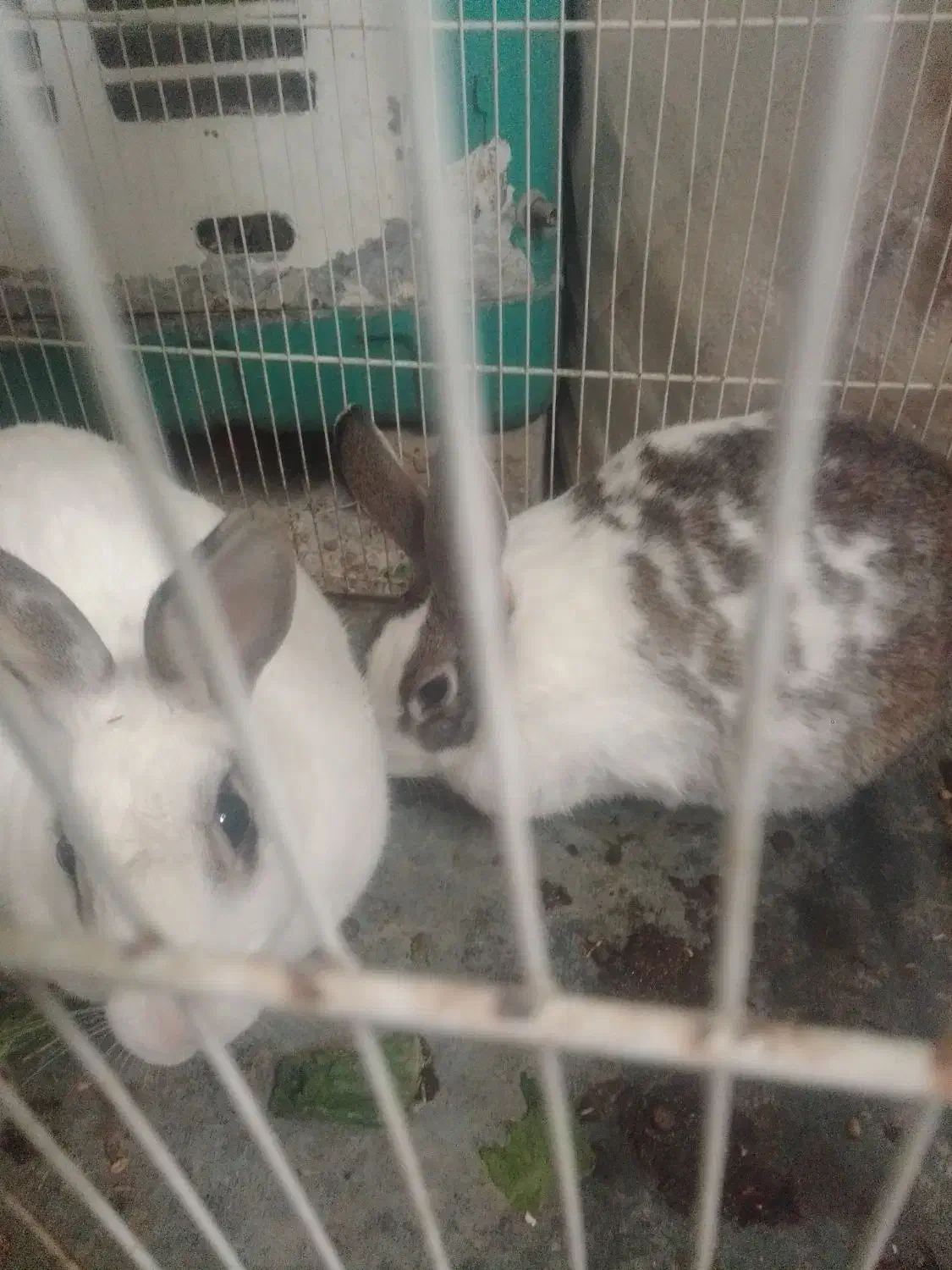 خرگوش|موش و خرگوش|مشهد, محمدآباد|دیوار