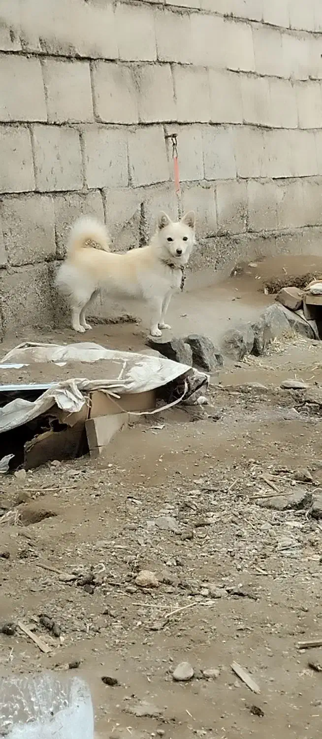 پا کوتاه سرابی ماده|سگ|سراب, |دیوار